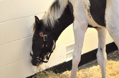 Horse with open draining agcessjpg